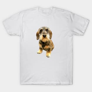 Dachshund Wire Haired Beauty! T-Shirt